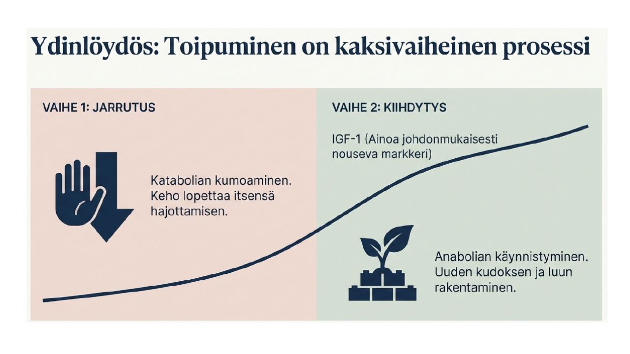 Kehon hajottamisesta rakennusvaiheeseen nimetön malli (9)
